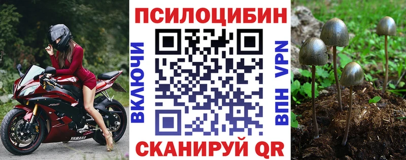 Купить закладки  Николаевск-на-Амуре  Псилоцибиновые грибы Psilocybe 
